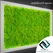 Стабилизированный мох Stabilized moss 01