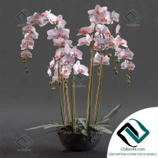 Орхидея Orchid 1