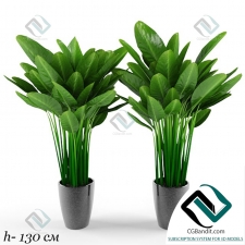 plant растение 151
