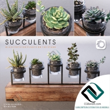 Succulents set Набор суккулентов 18