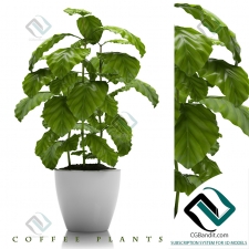 РАСТЕНИЯ COFFEE PLANTS