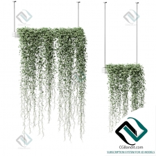 Растения в подвесных кашпо Plants in hanging pots 24