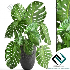 Monstera Монстера 85