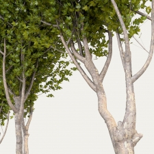Platanus acerifolia - 3 urban carved tree 20m