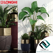 Растения Longhi Godwin