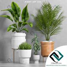 Plant set Набор растений 68