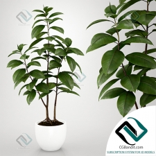 Фикус Ficus