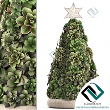 Christmas tree made of succulents Новогодняя елка из суккулентов