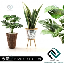 plant collection коллекция растений 88