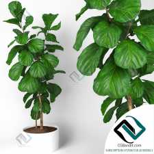 Ficus Lyrata Фикус Лирата 11