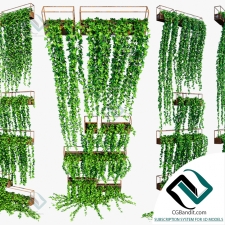 Фитостены Planter box ivy 5