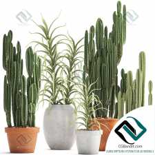 Cactus set Кактусы