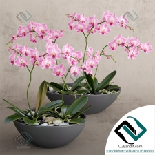 Орхидея Orchid 35
