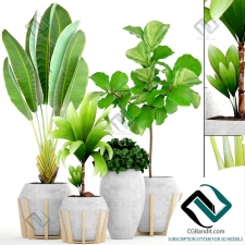 Tropical plant Тропическое растение 01