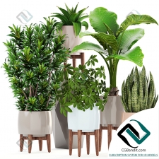 Коллекция растений Plant collection 240