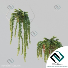Растения Donleytail