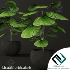 Растения Licuala orbicularis