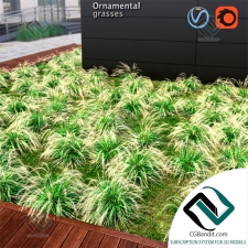 Трава Ornamental grass 07