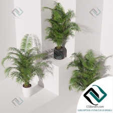 Коллекция растений Areca Palm Pack