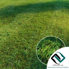 Трава Grass Mown lawn