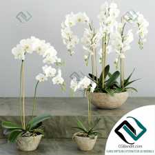 Орхидея Orchid 14