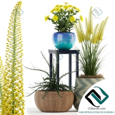 Plants collection Коллекция растений 244