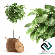 Ficus Lyrata Фикус Лирата 58