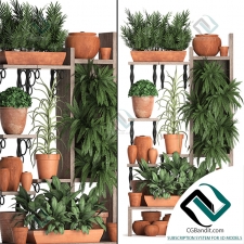 Коллекция растений Plant collection 161