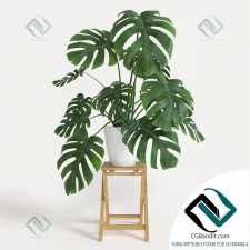 Monstera Монстера 77