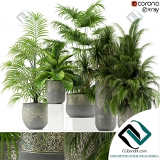 Plants collection Коллекция растений 126