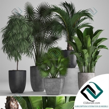 Коллекция растений Plant collection 108