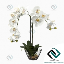 белая орхидея в стеклянной вазе white orchid in a glass vase