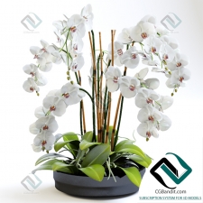 орхидея orchid 78