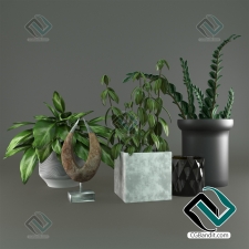Decorativ set of plants
