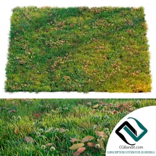 Трава Grass Lawn with clover and dry leaves
