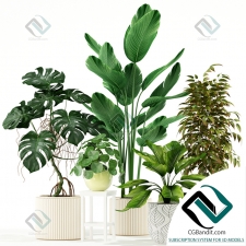 Plants collection Коллекция растений 221