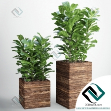 Фикус Ficus Lyrata 171