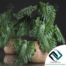 Monstera Монстера 2