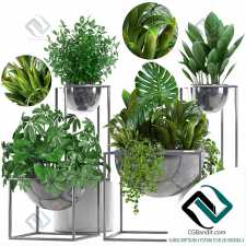 Коллекция растений Plant collection 95