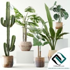 Plants collection Коллекция растений 113