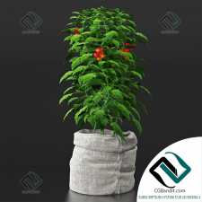 Tomato plant томатные растения