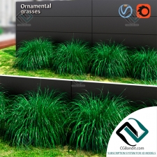 Трава Ornamental grass 06