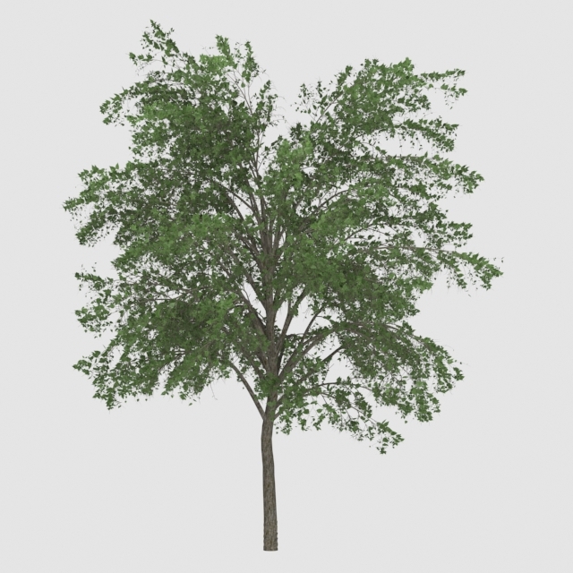 cвободно 3D дерево модели