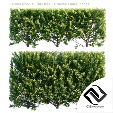 Кусты Bushes Grecian Laurel hedge