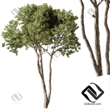 Деревья Eucalyptus