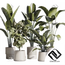 Комнатные растения set 30