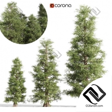 3 cedar tree