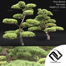 Деревья Trees Pinus Bonsai 16