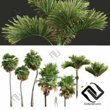 Деревья Decorative Garden Fruit