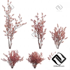 Кусты арония краснолистная